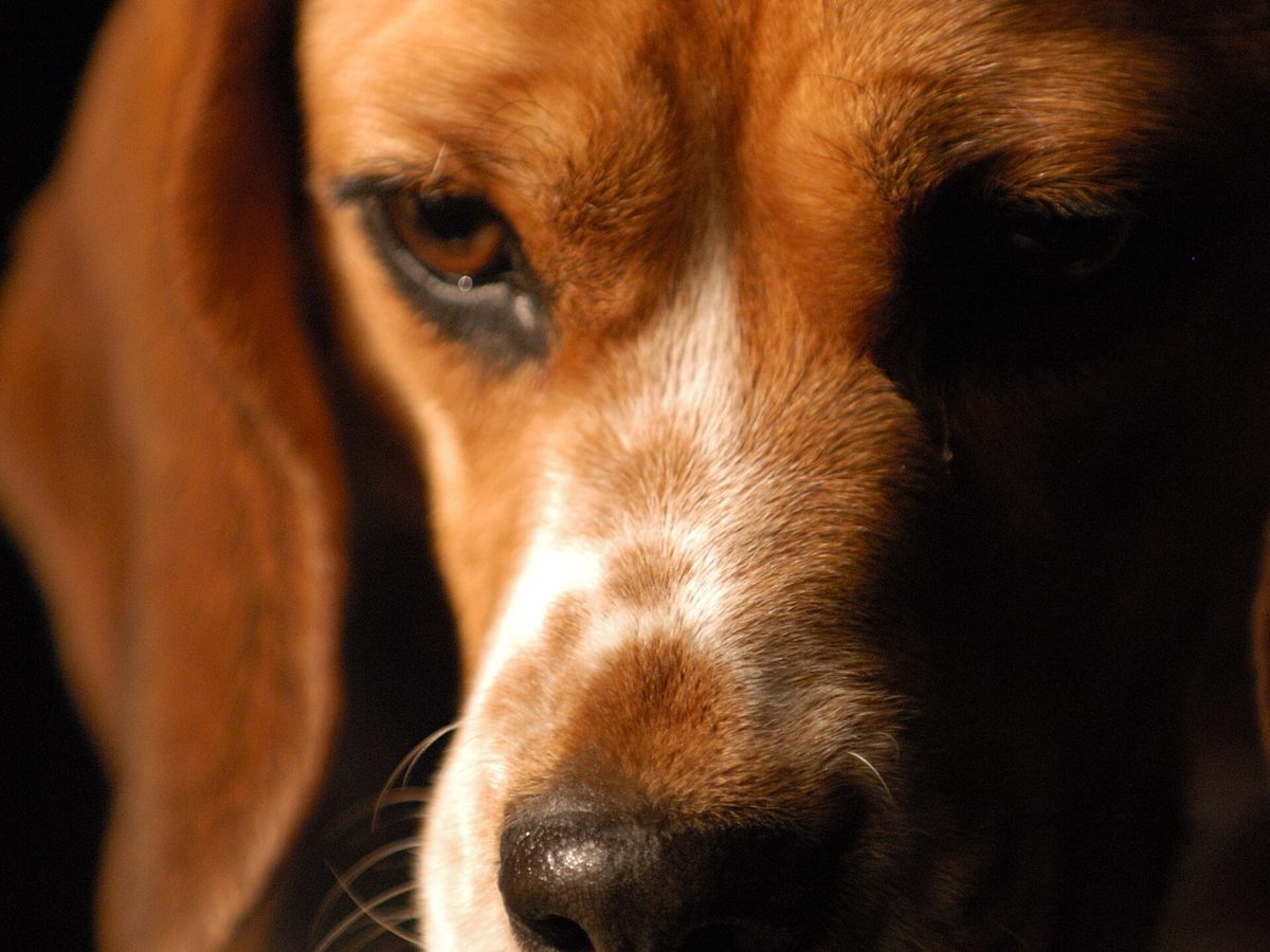 Close-up portrait of a beagle resting quietly