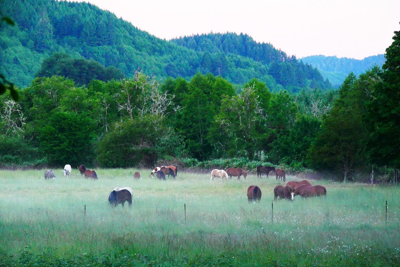 Horses grazing in a misty green pasture
